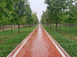 濟南黃河百里風景區中心景區景觀提升項目